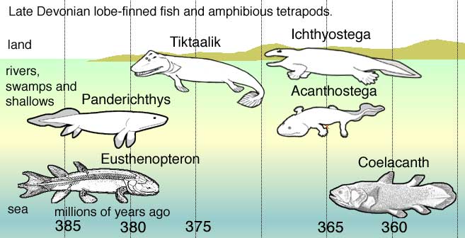 fishapods timeline
