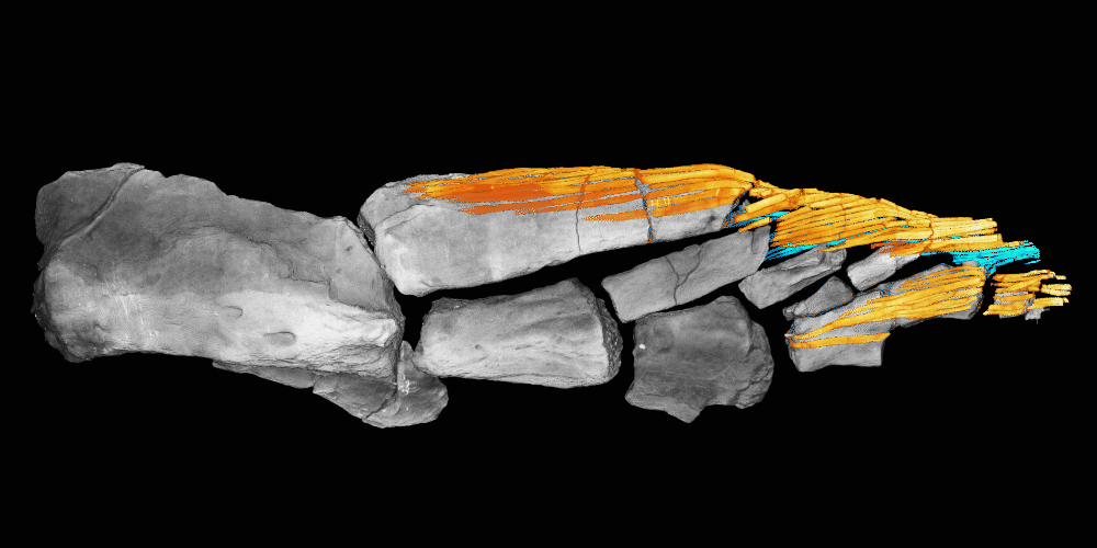 CT scan of Tiktaalik roseae's fin skeleton